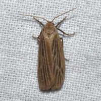 Crambidia unidentified species