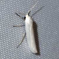 Crambidia pura