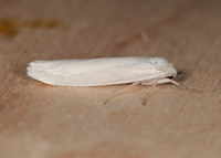 Crambidia pura