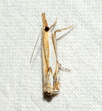 Crambus agitatellus