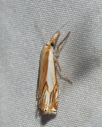 Crambus agitatellus