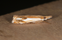 Crambus agitatellus
