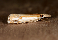 Crambus agitatellus