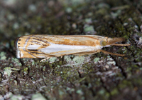 Crambus agitatellus