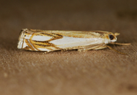 Crambus agitatellus