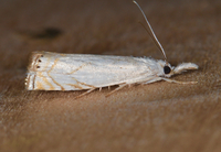 Crambus albellus