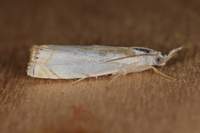 Crambus albellus