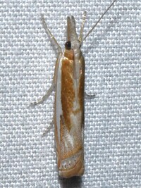 Crambus praefectellus