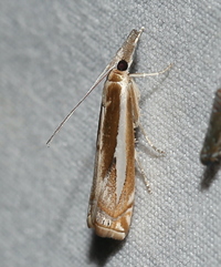 Crambus praefectellus