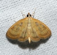 Crocidophora tuberculalis