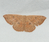 Cyclophora packardi