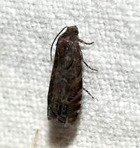 Cydia unidentified species