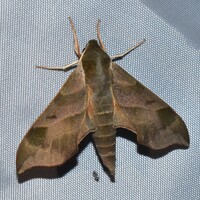 Darapsa myron