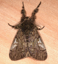 Dasychira vagans