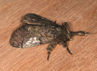 Dasychira vagans