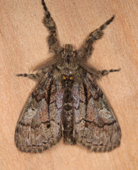 Dasychira obliquata
