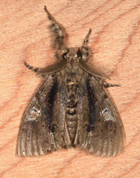 Dasychira tephra