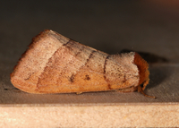 Datana drexelii
