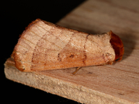 Datana drexelii