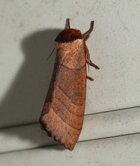 Datana major