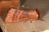Datana drexelii