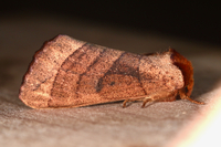 Datana drexelii