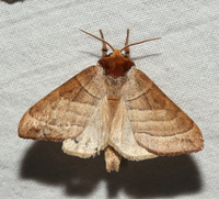 Datana integerrima