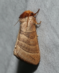 Datana integerrima