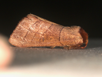 Datana unidentified species
