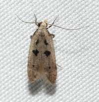 Deltophora sella