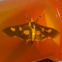 Desmia funeralis