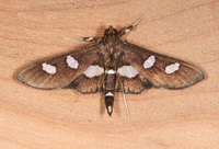 Desmia funeralis