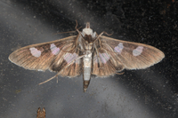 Desmia funeralis