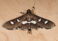 Desmia funeralis