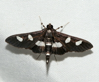 Desmia unidentified species