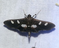 Desmia unidentified species