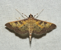 Diacme adipaloides