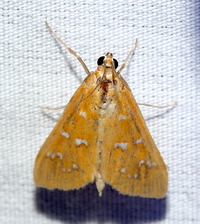 Diastictis unidentified species