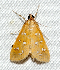 Diastictis unidentified species