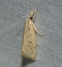 Diatraea lisetta