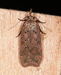 Dichomeris ventrellus
