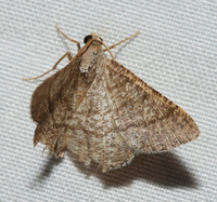 Digrammia eremiata