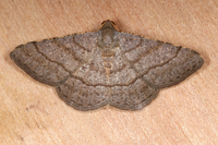 Digrammia eremiata