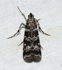 Dioryctria amatella