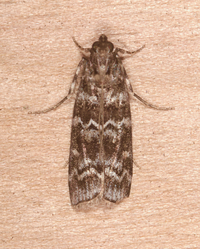 Dioryctria amatella