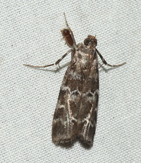 Dioryctria amatella