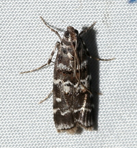 Dioryctria amatella