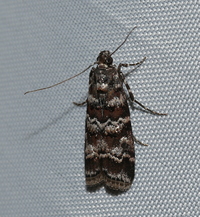 Dioryctria amatella
