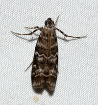 Dioryctria amatella