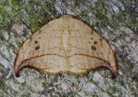 Drepana arcuata